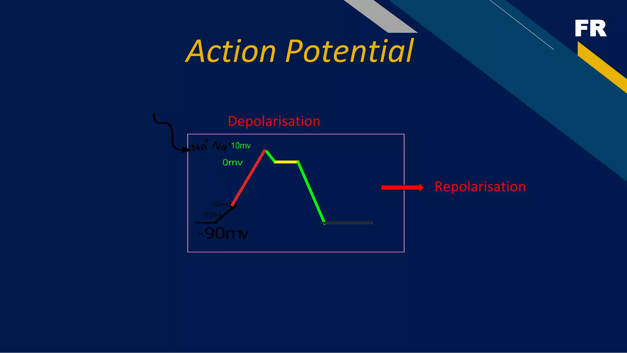 FR
Depolarisation
Repolarisation
Action Potential
 