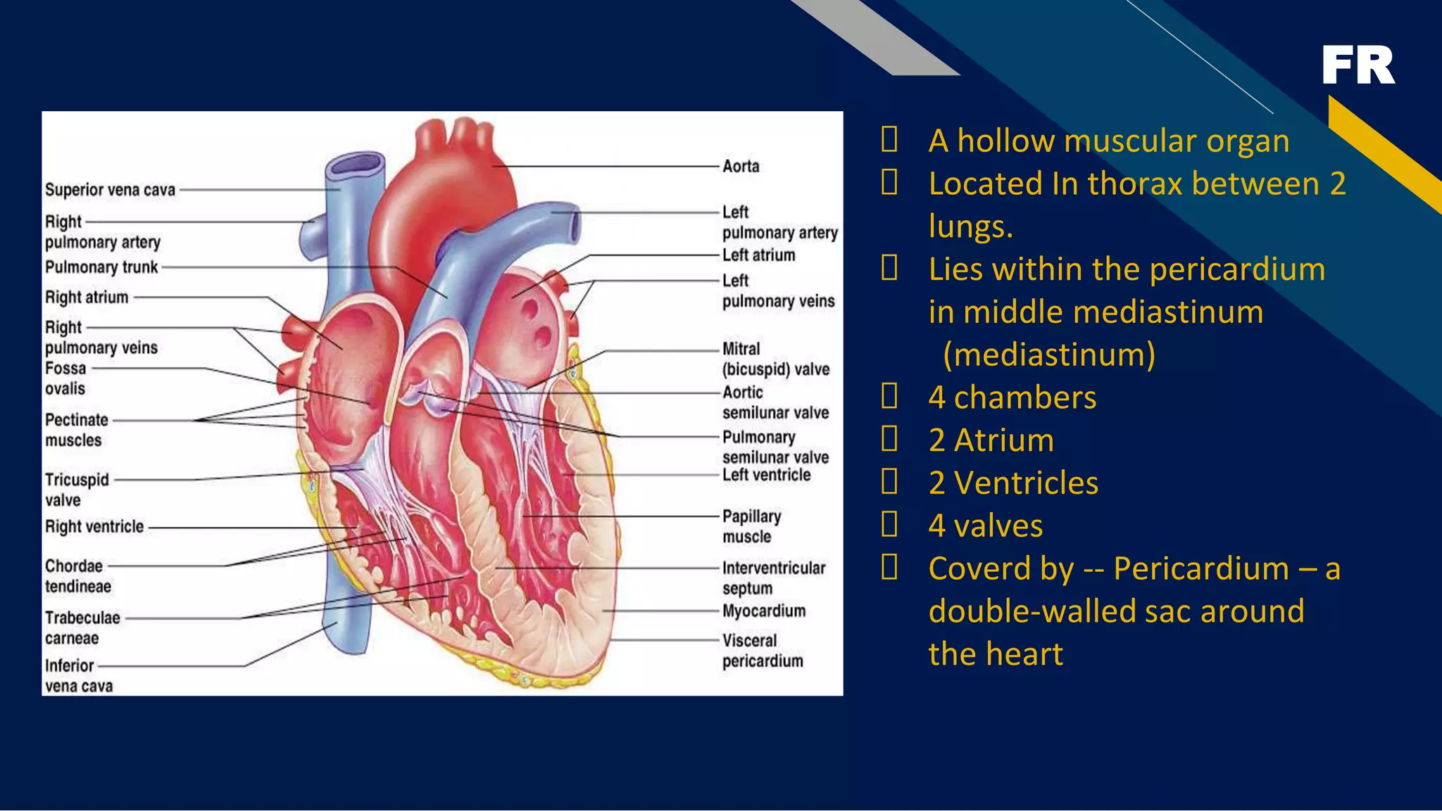 FR
A hollow muscular organ
Located In thorax between 2
lungs.
Lies within the pericardium
in middle mediastinum
(mediastinum)
4 chambers
2 Atrium
2 Ventricles
4 valves
Coverd by -- Pericardium – a
double-walled sac around
the heart
 