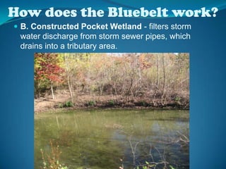 How does the Bluebelt work?B. Constructed Pocket Wetland - filters storm water discharge from storm sewer pipes, which drains into a tributary area. 