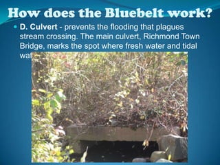 How does the Bluebelt work?D. Culvert - prevents the flooding that plagues stream crossing. The main culvert, Richmond Town Bridge, marks the spot where fresh water and tidal water meet.