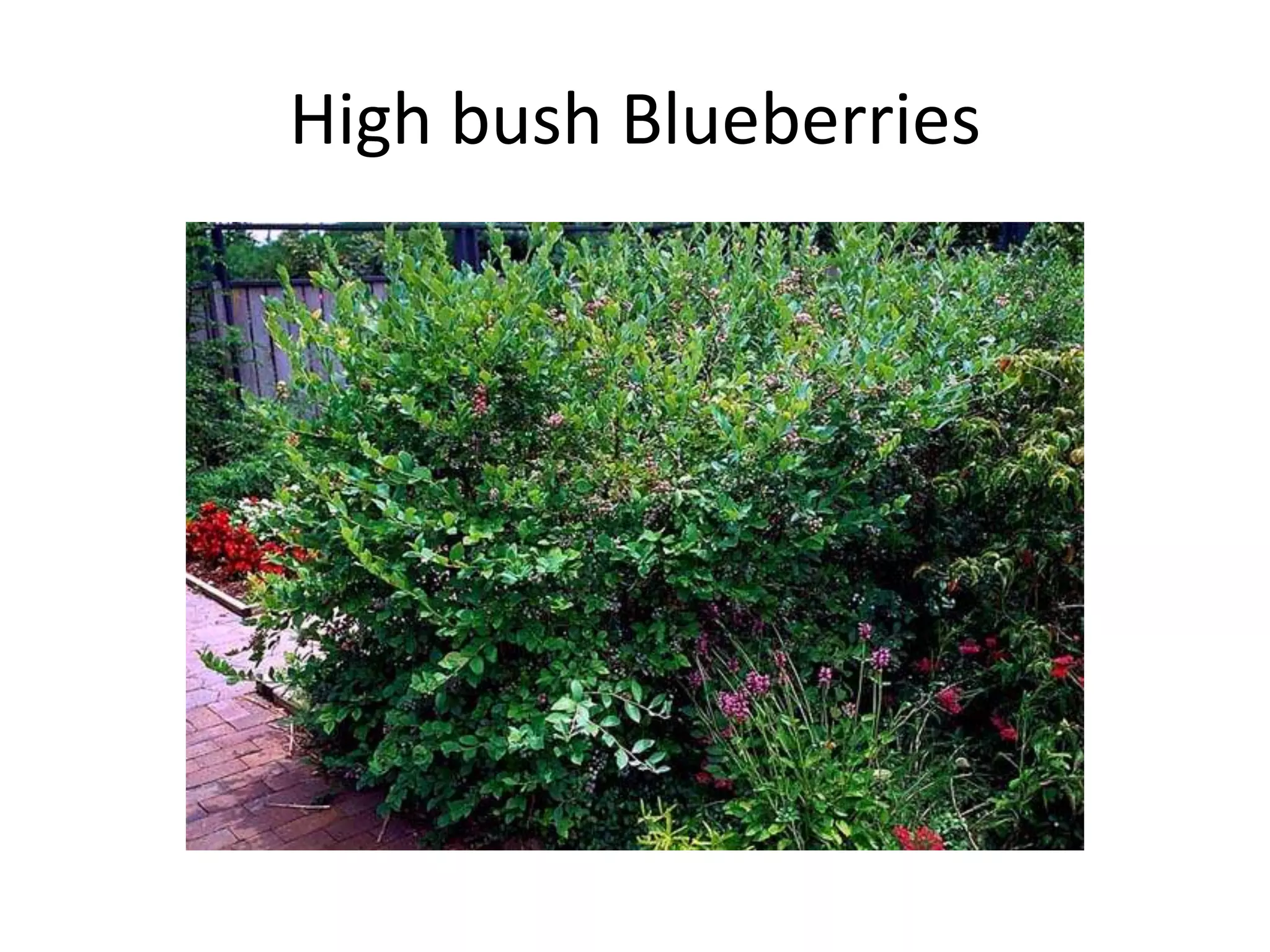High bush Blueberries
