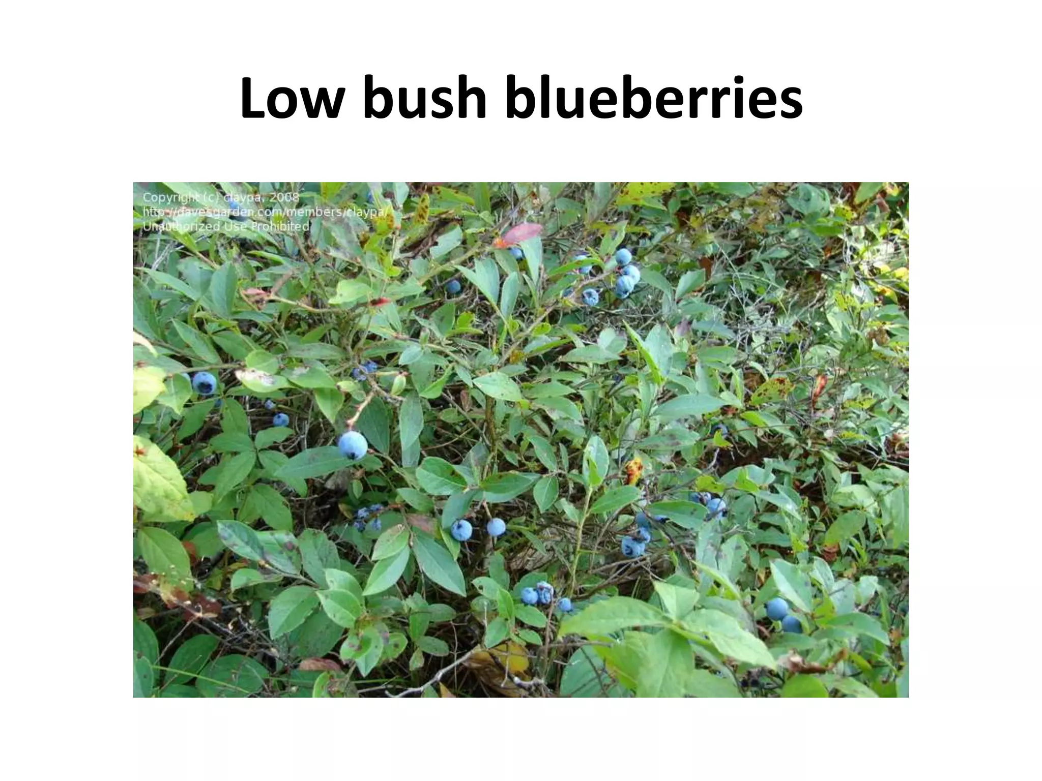 Low bush blueberries