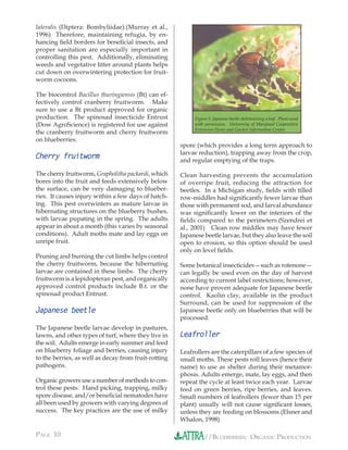 lateralis (Diptera: Bombyliidae).(Murray et al.,
1996) Therefore, maintaining refugia, by en-
hancing ﬁeld borders for beneﬁcial insects, and
proper sanitation are especially important in
controlling this pest. Additionally, eliminating
weeds and vegetative litter around plants helps
cut down on overwintering protection for fruit-
worm cocoons.

The biocontrol Bacillus thuringiensis (Bt) can ef-
fectively control cranberry fruitworm. Make
sure to use a Bt product approved for organic
production. The spinosad insecticide Entrust               Figure 5. Japanese beetle skeletonizing a leaf. Photo used
(Dow AgroScience) is registered for use against            with permission. University of Maryland Cooperative
                                                           Extension Home and Garden Information Center.
the cranberry fruitworm and cherry fruitworm
on blueberries.
                                                      spore (which provides a long term approach to
                                                      larvae reduction), trapping away from the crop,
Cherry fruitworm                                      and regular emptying of the traps.

The cherry fruitworm, Grapholitha packardi, which     Clean harvesting prevents the accumulation
bores into the fruit and feeds extensively below      of overripe fruit, reducing the attraction for
the surface, can be very damaging to blueber-         beetles. In a Michigan study, ﬁelds with tilled
ries. It causes injury within a few days of hatch-    row-middles had signiﬁcantly fewer larvae than
ing. This pest overwinters as mature larvae in        those with permanent sod, and larval abundance
hibernating structures on the blueberry bushes,       was signiﬁcantly lower on the interiors of the
with larvae pupating in the spring. The adults        ﬁelds compared to the perimeters.(Szendrei et
appear in about a month (this varies by seasonal      al., 2001) Clean row middles may have fewer
conditions). Adult moths mate and lay eggs on         Japanese beetle larvae, but they also leave the soil
unripe fruit.                                         open to erosion, so this option should be used
                                                      only on level ﬁelds.
Pruning and burning the cut limbs helps control
the cherry fruitworm, because the hibernating         Some botanical insecticides—such as rotenone—
larvae are contained in these limbs. The cherry       can legally be used even on the day of harvest
fruitworm is a lepidopteran pest, and organically     according to current label restrictions; however,
approved control products include B.t. or the         none have proven adequate for Japanese beetle
spinosad product Entrust.                             control. Kaolin clay, available in the product
                                                      Surround, can be used for suppression of the
Japanese beetle                                       Japanese beetle only on blueberries that will be
                                                      processed.
The Japanese beetle larvae develop in pastures,
lawns, and other types of turf, where they live in    Leafroller
the soil. Adults emerge in early summer and feed
on blueberry foliage and berries, causing injury      Leafrollers are the caterpillars of a few species of
to the berries, as well as decay from fruit-rotting   small moths. These pests roll leaves (hence their
pathogens.                                            name) to use as shelter during their metamor-
                                                      phosis. Adults emerge, mate, lay eggs, and then
Organic growers use a number of methods to con-       repeat the cycle at least twice each year. Larvae
trol these pests. Hand picking, trapping, milky       feed on green berries, ripe berries, and leaves.
spore disease, and/or beneﬁcial nematodes have        Small numbers of leafrollers (fewer than 15 per
all been used by growers with varying degrees of      plant) usually will not cause signiﬁcant losses,
success. The key practices are the use of milky       unless they are feeding on blossoms.(Elsner and
                                                      Whalon, 1998)

PAGE 10                                                         //BLUEBERRIES: ORGANIC PRODUCTION
 