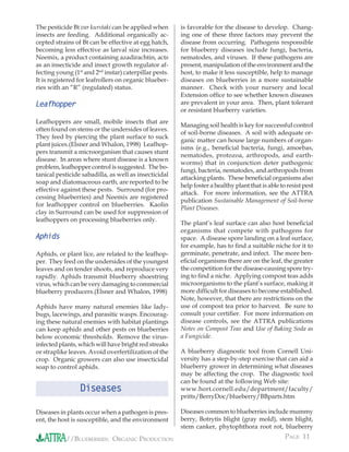 The pesticide Bt var kurstaki can be applied when       is favorable for the disease to develop. Chang-
insects are feeding. Additional organically ac-         ing one of these three factors may prevent the
cepted strains of Bt can be effective at egg hatch,     disease from occurring. Pathogens responsible
becoming less effective as larval size increases.       for blueberry diseases include fungi, bacteria,
Neemix, a product containing azadirachtin, acts         nematodes, and viruses. If these pathogens are
as an insecticide and insect growth regulator af-       present, manipulation of the environment and the
fecting young (1st and 2nd instar) caterpillar pests.   host, to make it less susceptible, help to manage
It is registered for leafrollers on organic blueber-    diseases on blueberries in a more sustainable
ries with an “R” (regulated) status.                    manner. Check with your nursery and local
                                                        Extension ofﬁce to see whether known diseases
Leafhopper                                              are prevalent in your area. Then, plant tolerant
                                                        or resistant blueberry varieties.
Leafhoppers are small, mobile insects that are
                                                        Managing soil health is key for successful control
often found on stems or the undersides of leaves.
                                                        of soil-borne diseases. A soil with adequate or-
They feed by piercing the plant surface to suck
                                                        ganic matter can house large numbers of organ-
plant juices.(Elsner and Whalon, 1998) Leafhop-
                                                        isms (e.g., beneﬁcial bacteria, fungi, amoebas,
pers transmit a microorganism that causes stunt
                                                        nematodes, protozoa, arthropods, and earth-
disease. In areas where stunt disease is a known
                                                        worms) that in conjunction deter pathogenic
problem, leafhopper control is suggested. The bo-
                                                        fungi, bacteria, nematodes, and arthropods from
tanical pesticide sabadilla, as well as insecticidal
                                                        attacking plants. These beneﬁcial organisms also
soap and diatomaceous earth, are reported to be
                                                        help foster a healthy plant that is able to resist pest
effective against these pests. Surround (for pro-
                                                        attack. For more information, see the ATTRA
cessing blueberries) and Neemix are registered
                                                        publication Sustainable Management of Soil-borne
for leafhopper control on blueberries. Kaolin
                                                        Plant Diseases.
clay in Surround can be used for suppression of
leafhoppers on processing blueberries only.
                                                        The plant’s leaf surface can also host beneﬁcial
                                                        organisms that compete with pathogens for
Aphids                                                  space. A disease spore landing on a leaf surface,
                                                        for example, has to ﬁnd a suitable niche for it to
Aphids, or plant lice, are related to the leafhop-      germinate, penetrate, and infect. The more ben-
per. They feed on the undersides of the youngest        eﬁcial organisms there are on the leaf, the greater
leaves and on tender shoots, and reproduce very         the competition for the disease-causing spore try-
rapidly. Aphids transmit blueberry shoestring           ing to ﬁnd a niche. Applying compost teas adds
virus, which can be very damaging to commercial         microorganisms to the plant’s surface, making it
blueberry producers.(Elsner and Whalon, 1998)           more difﬁcult for diseases to become established.
                                                        Note, however, that there are restrictions on the
Aphids have many natural enemies like lady-             use of compost tea prior to harvest. Be sure to
bugs, lacewings, and parasitic wasps. Encourag-         consult your certiﬁer. For more information on
ing these natural enemies with habitat plantings        disease controls, see the ATTRA publications
can keep aphids and other pests on blueberries          Notes on Compost Teas and Use of Baking Soda as
below economic thresholds. Remove the virus-            a Fungicide.
infected plants, which will have bright red streaks
or straplike leaves. Avoid overfertilization of the     A blueberry diagnostic tool from Cornell Uni-
crop. Organic growers can also use insecticidal         versity has a step-by-step exercise that can aid a
soap to control aphids.                                 blueberry grower in determining what diseases
                                                        may be affecting the crop. The diagnostic tool
                                                        can be found at the following Web site:
                 Diseases                               www.hort.cornell.edu/department/faculty/
                                                        pritts/BerryDoc/blueberry/BBparts.htm

Diseases in plants occur when a pathogen is pres-       Diseases common to blueberries include mummy
ent, the host is susceptible, and the environment       berry, Botrytis blight (gray mold), stem blight,
                                                        stem canker, phytophthora root rot, blueberry
            //BLUEBERRIES: ORGANIC PRODUCTION                                                      PAGE 11
 