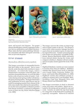 Figure 6. Mummy berry                        Figure 7. Mummy berry with apothecia        Figure 8. Infected leaves and ﬂower bud

Figures 6,7,8
Credits: Photos used with permission. Nova Scotia
Agriculture and Fisheries Agriculture Center.


stunt, and several viral diseases. For proper                            The fungus survives the winter on dead twigs
disease identiﬁcation, consult Cooperative Exten-                        and in organic matter in the soil. The disease is
sion Service publications and related literature.                        more severe when excessive nitrogen has been
Many states also have plant pathology laborato-                          used, where air circulation is poor, or when frost
ries associated with their land-grant university                         has injured blossoms. Varieties possessing tight
that can provide diagnosis.                                              fruit clusters are particularly susceptible to this
                                                                         disease. Remove dead berries, debris, and mulch
Foliar diseases                                                          from infected plants during the winter and
                                                                         compost or destroy it. Replace with new mulch,
Mummy Berry (Monilinia vacinii-corymbosi)                                and do not place mulch against the trunk of the
                                                                         plant.
This fungus overwinters in mummiﬁed berries
that have fallen to the ground. Sod or moss                              Highbush blueberry varieties are more resistant
directly under the plant will contribute to spore                        to mummy berry than are rabbiteye. Rabbiteye
production. To control this fungus, remove                               varieties that showed lower levels of infection
infested fruit (“mummies”) from the plant, rake                          were Coastal, Delite, Centurion, Walker, Cal-
and burn mummiﬁed berries, or cover the fallen                           laway, and Garden Blue.(Ehlenfeldt et al., 2000)
berries with at least two inches of mulch. Culti-                        Highbush varieties that exhibited constant re-
vation during moist spring weather will destroy                          sistance to mummy berry were Northsky, Reka,
the spore-forming bodies. Strategies that lead to                        Northblue, Cape Fear, Bluegold, Puru, and
early pollination of newly open ﬂowers may be                            Bluejay.(Stretch and Ehlenfeldt, 2000)
useful in managing mummy berry disease in the
ﬁeld, since studies show that newly opened ﬂow-                          This fungus overwinters in dead or diseased
ers are the most susceptible to infection and that                       twigs, fruit spurs, and cankers. Spores are re-
fruit disease incidence is reduced if pollination                        leased in the spring and are spread by rain and
occurs at least one day before infection.(Ngugi                          wind. Varieties in which the ripe fruit hangs
et al., 2002)                                                            for a long time on the bush prior to picking are
                                                                         especially susceptible. Removal of infected




PAGE 12                                                                             //BLUEBERRIES: ORGANIC PRODUCTION
 