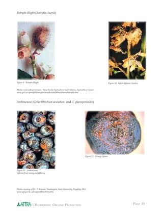 Botrytis Blight (Botrytis cineria)




Figure 9. Botrytis Blight                                                                              Figure 10. Infected ﬂower clusters


Photos used with permission. Nova Scotia Agriculture and Fisheries, Agriculture Center.
www.gov.ns.ca/nsaf/elibrary/archive/hort/wildblue/disease/botrybli.htm



Anthracnose (Collectotrichum acutatum and C. gloeosporioides)




                                                                            Figure 12. Orange Spores




Figure 11. Anthracnose
infected fruit oozing out of berry.




Photos courtesy of Dr. P. Bristow, Washington State University, Puyallup, WA.
www.agf.gov.bc.ca/cropprot/blueberry.htm




                 //BLUEBERRIES: ORGANIC PRODUCTION                                                                                 PAGE 13
 