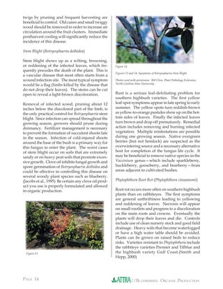 twigs by pruning and frequent harvesting are
beneﬁcial to control. Old canes and small twiggy
wood should be removed in order to increase air
circulation around the fruit clusters. Immediate
postharvest cooling will signiﬁcantly reduce the
incidence of this disease.

Stem Blight (Botryosphaeria dothidea)

Stem blight shows up as a wilting, browning,
or reddening of the infected leaves, which fre-        Figure 14
quently precedes the death of the plant. This is
                                                       Figures 13 and 14. Symptoms of Botryosphaeria Stem Blight
a vascular disease that most often starts from a       Rust (Pucciniastrum vaccinii)
wound infection site. The most typical symptom         Photos used with permission. Bill Cline, Plant Pathology Extension,
                                                       North Carolina State University.
would be a ﬂag (limbs killed by the disease that
do not drop their leaves). The stems can be cut
open to reveal a light-brown discoloration.            Rust is a serious leaf-defoliating problem for
                                                       southern highbush varieties. The ﬁrst yellow
Removal of infected wood, pruning about 12             leaf-spot symptoms appear in late spring to early
inches below the discolored part of the limb, is       summer. The yellow spots turn reddish-brown
the only practical control for Botryosphaeria stem     as yellow-to-orange pustules show up on the bot-
blight. Since infection can spread throughout the      tom sides of leaves. Finally the infected leaves
growing season, growers should prune during            turn brown and drop off prematurely. Remedial
dormancy. Fertilizer management is necessary           action includes removing and burning infected
to prevent the formation of succulent shoots late      vegetation. Multiple reinfestations are possible
in the season. Infection of cold-injured shoots        during one growing season. Native evergreen
around the base of the bush is a primary way for       berries (but not hemlock) are suspected as the
this fungus to enter the plant. The worst cases        overwintering source and a necessary alternative
of stem blight occur on soils that are extremely       host for completion of the fungus life cycle. It
sandy or on heavy peat soils that promote exces-       may be beneﬁcial to remove native species in the
sive growth. Clove oil inhibits fungal growth and      Vaccinium genus—which include sparkleberry,
spore germination of Botryosphaeria dothidea and       huckleberry, gooseberry, and bearberry—from
could be effective in controlling this disease on      areas adjacent to cultivated bushes.
several woody plant species such as blueberry.
(Jacobs et al., 1995) Be certain any clove oil prod-   Phytophthora Root Rot (Phytophthora cinnamomi)
uct you use is properly formulated and allowed
in organic production.                                 Root rot occurs more often on southern highbush
                                                       plants than on rabbiteyes. The ﬁrst symptoms
                                                       are general unthriftiness leading to yellowing
                                                       and reddening of leaves. Necrosis will appear
                                                       on small rootlets and progress to a discoloration
                                                       on the main roots and crowns. Eventually the
                                                       plants will drop their leaves and die. Controls
                                                       include use of clean nursery stock and good ﬁeld
                                                       drainage. Heavy soils that become waterlogged
                                                       or have a high water table should be avoided.
                                                       Plants can be grown on raised beds to reduce
                                                       risks. Varieties resistant to Phytophthora include
                                                       the rabbiteye varieties Premier and Tifblue and
  Figure 13                                            the highbush variety Gulf Coast.(Smith and
                                                       Hepp, 2000)




PAGE 14                                                            //BLUEBERRIES: ORGANIC PRODUCTION
 