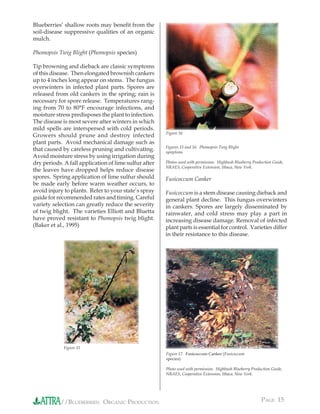 Blueberries’ shallow roots may beneﬁt from the
soil-disease suppressive qualities of an organic
mulch.

Phomopsis Twig Blight (Phomopsis species)

Tip browning and dieback are classic symptoms
of this disease. Then elongated brownish cankers
up to 4 inches long appear on stems. The fungus
overwinters in infected plant parts. Spores are
released from old cankers in the spring; rain is
necessary for spore release. Temperatures rang-
ing from 70 to 80°F encourage infections, and
moisture stress predisposes the plant to infection.
The disease is most severe after winters in which
mild spells are interspersed with cold periods.
                                                       Figure 16
Growers should prune and destroy infected
plant parts. Avoid mechanical damage such as
                                                       Figures 15 and 16. Phomopsis Twig Blight
that caused by careless pruning and cultivating.       symptoms
Avoid moisture stress by using irrigation during
dry periods. A fall application of lime sulfur after   Photos used with permission. Highbush Blueberry Production Guide,
                                                       NRAES, Cooperative Extension, Ithaca, New York.
the leaves have dropped helps reduce disease
spores. Spring application of lime sulfur should       Fusicoccum Canker
be made early before warm weather occurs, to
avoid injury to plants. Refer to your state’s spray    Fusicoccum is a stem disease causing dieback and
guide for recommended rates and timing. Careful        general plant decline. This fungus overwinters
variety selection can greatly reduce the severity      in cankers. Spores are largely disseminated by
of twig blight. The varieties Elliott and Bluetta      rainwater, and cold stress may play a part in
have proved resistant to Phomopsis twig blight.        increasing disease damage. Removal of infected
(Baker et al., 1995)                                   plant parts is essential for control. Varieties differ
                                                       in their resistance to this disease.




             Figure 15
                                                       Figure 17. Fusicoccum Canker (Fusicoccum
                                                       species)

                                                       Photo used with permission. Highbush Blueberry Production Guide,
                                                       NRAES, Cooperative Extension, Ithaca, New York.




           //BLUEBERRIES: ORGANIC PRODUCTION                                                               PAGE 15
 