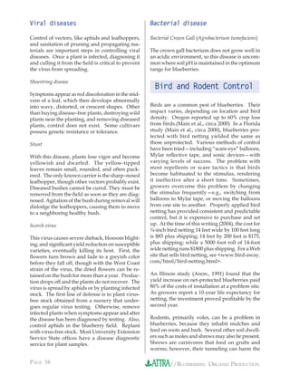 Viral diseases                                        Bacterial disease

Control of vectors, like aphids and leafhoppers,      Bacterial Crown Gall (Agrobacterium tumefaciens)
and sanitation of pruning and propagating ma-
terials are important steps in controlling viral      The crown gall bacterium does not grow well in
diseases. Once a plant is infected, diagnosing it     an acidic environment, so this disease is uncom-
and culling it from the ﬁeld is critical to prevent   mon where soil pH is maintained in the optimum
the virus from spreading.                             range for blueberries.

Shoestring disease
                                                        Bird and Rodent Control
Symptoms appear as red discoloration in the mid-
vein of a leaf, which then develops abnormally
into wavy, distorted, or crescent shapes. Other       Birds are a common pest of blueberries. Their
than buying disease–free plants, destroying wild      impact varies, depending on location and bird
plants near the planting, and removing diseased       density. Oregon reported up to 60% crop loss
plants, control does not exist. Some cultivars        from birds.(Main et al., circa 2000) In a Florida
possess genetic resistance or tolerance.              study (Main et al., circa 2000), blueberries pro-
                                                      tected with bird netting yielded the same as
Stunt                                                 those unprotected. Various methods of control
                                                      have been tried—including “scare-eye” balloons,
With this disease, plants lose vigor and become       Mylar reﬂective tape, and sonic devices—with
yellowish and dwarfed. The yellow-tipped              varying levels of success. The problem with
leaves remain small, rounded, and often puck-         most repellents or scare tactics is that birds
ered. The only known carrier is the sharp–nosed       become habituated to the stimulus, rendering
leafhopper, though other vectors probably exist.      it ineffective after a short time. Sometimes,
Diseased bushes cannot be cured. They must be         growers overcome this problem by changing
removed from the ﬁeld as soon as they are diag-       the stimulus frequently—e.g., switching from
nosed. Agitation of the bush during removal will      balloons to Mylar tape, or moving the balloons
dislodge the leafhoppers, causing them to move        from one site to another. Properly applied bird
to a neighboring healthy bush.                        netting has provided consistent and predictable
                                                      control, but it is expensive to purchase and set
Scorch virus                                          up. At the time of this writing (2004), the cost for
                                                      ¾-inch bird netting 14 feet wide by 100 feet long
This virus causes severe dieback, blossom blight-     is $85 plus shipping; 14 feet by 200 feet is $175,
ing, and signiﬁcant yield reduction on susceptible    plus shipping; while a 5000 foot roll of 14-foot
varieties, eventually killing its host. First, the    wide netting runs $1800 plus shipping. For a Web
ﬂowers turn brown and fade to a greyish color         site that sells bird netting, see <www.bird-away.
before they fall off, though with the West Coast      com/html/bird-netting.html>.
strain of the virus, the dried ﬂowers can be re-
tained on the bush for more than a year. Produc-      An Illinois study (Anon., 1991) found that the
tion drops off and the plants do not recover. The     yield increase on net-protected blueberries paid
virus is spread by aphids or by planting infected     80% of the costs of installation at a problem site.
stock. The ﬁrst line of defense is to plant virus-    As growers report a 10-year life expectancy for
free stock obtained from a nursery that under-        netting, the investment proved proﬁtable by the
goes regular virus testing. Otherwise, remove         second year.
infected plants when symptoms appear and after
the disease has been diagnosed by testing. Also,      Rodents, primarily voles, can be a problem in
control aphids in the blueberry ﬁeld. Replant         blueberries, because they inhabit mulches and
with virus-free stock. Most University Extension      feed on roots and bark. Several other soil dwell-
Service State ofﬁces have a disease diagnostic        ers such as moles and shrews may also be present.
service for plant samples.                            Shrews are carnivores that feed on grubs and
                                                      worms; however, their tunneling can harm the

PAGE 16                                                        //BLUEBERRIES: ORGANIC PRODUCTION
 