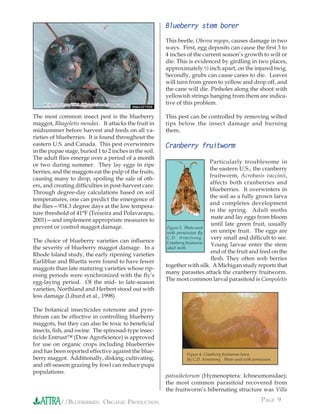 Blueberry stem borer
                                                          This beetle, Oberea myops, causes damage in two
                                                          ways. First, egg deposits can cause the ﬁrst 3 to
                                                          4 inches of the current season’s growth to wilt or
                                                          die. This is evidenced by girdling in two places,
                                                          approximately ½ inch apart, on the injured twig.
                                                          Secondly, grubs can cause canes to die. Leaves
                                                          will turn from green to yellow and drop off, and
                                                          the cane will die. Pinholes along the shoot with
                                                          yellowish strings hanging from them are indica-
    By Jerry A. Payne, USDA ARS, www.forestryimages.org   tive of this problem.

The most common insect pest is the blueberry              This pest can be controlled by removing wilted
maggot, Rhagoletis mendax. It attacks the fruit in        tips below the insect damage and burning
midsummer before harvest and feeds on all va-             them.
rieties of blueberries. It is found throughout the
eastern U.S. and Canada. This pest overwinters            Cranberry fruitworm
in the pupae stage, buried 1 to 2 inches in the soil.
The adult ﬂies emerge over a period of a month
                                                                                Particularly troublesome in
or two during summer. They lay eggs in ripe
                                                                                the eastern U.S., the cranberry
berries, and the maggots eat the pulp of the fruits,
                                                                                fruitworm, Acrobasis vaccinii,
causing many to drop, spoiling the sale of oth-
                                                                                affects both cranberries and
ers, and creating difﬁculties in post-harvest care.
                                                                                blueberries. It overwinters in
Through degree-day calculations based on soil
                                                                                the soil as a fully grown larva
temperatures, one can predict the emergence of
                                                                                and completes development
the ﬂies—934.3 degree days at the low tempera-
                                                                                in the spring. Adult moths
ture threshold of 41°F (Teixeira and Polavarapu,
                                                                                mate and lay eggs from bloom
2001)—and implement appropriate measures to
                                                                                until late green fruit, usually
prevent or control maggot damage.                          Figure 3. Photo used
                                                           with permission By   on unripe fruit. The eggs are
                                                           C.D. Armstrong.      very small and difﬁcult to see.
The choice of blueberry varieties can inﬂuence             Cranberry fruitworm
                                                                                Young larvae enter the stem
the severity of blueberry maggot damage. In a              adult moth.
                                                                                end of the fruit and feed on the
Rhode Island study, the early ripening varieties
                                                                                ﬂesh. They often web berries
Earliblue and Bluetta were found to have fewer
                                                          together with silk. A Michigan study reports that
maggots than late maturing varieties whose rip-
                                                          many parasites attack the cranberry fruitworm.
ening periods were synchronized with the ﬂy’s
                                                          The most common larval parasitoid is Campoletis
egg-laying period. Of the mid- to late-season
varieties, Northland and Herbert stood out with
less damage.(Liburd et al., 1998)

The botanical insecticides rotenone and pyre-
thrum can be effective in controlling blueberry
maggots, but they can also be toxic to beneﬁcial
insects, ﬁsh, and swine. The spinosad-type insec-
ticide Entrust™ (Dow AgroScience) is approved
for use on organic crops including blueberries
and has been reported effective against the blue-                  Figure 4. Cranberry fruitworm larva.
berry maggot. Additionally, disking, cultivating,                  By C.D. Armstrong. Photo used with permission.
and off-season grazing by fowl can reduce pupa
populations.
                                                          patsuiketorum (Hymenoptera: Ichneumonidae);
                                                          the most common parasitoid recovered from
                                                          the fruitworm’s hibernating structure was Villa

              //BLUEBERRIES: ORGANIC PRODUCTION                                                            PAGE 9
 