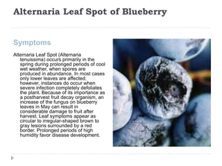 Blue Berry Diseases Lecture By Allah Dad Khan Provincial Coordinator ...