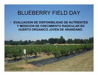 BLUEBERRY FIELD DAY
• EVALUACION DE DISPONIBILIDAD DE NUTRIENTES
    Y MEDICION DE CRECIMIENTO RADICULAR EN
     HUERTO ORGANICO JOVEN DE ARANDANO.
 