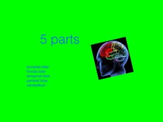 3
5 parts
occipital lobe
frontal lobe
temporal lobe
parietal lobe
cerebellum
 