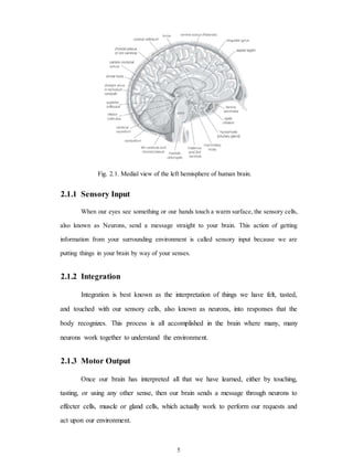 Fig. 2.1. Medial view of the left hemisphere of human brain.
2.1.1 Sensory Input
When our eyes see something or our hands touch a warm surface, the sensory cells,
also known as Neurons, send a message straight to your brain. This action of getting
information from your surrounding environment is called sensory input because we are
putting things in your brain by way of your senses.
2.1.2 Integration
Integration is best known as the interpretation of things we have felt, tasted,
and touched with our sensory cells, also known as neurons, into responses that the
body recognizes. This process is all accomplished in the brain where many, many
neurons work together to understand the environment.
2.1.3 Motor Output
Once our brain has interpreted all that we have learned, either by touching,
tasting, or using any other sense, then our brain sends a message through neurons to
effecter cells, muscle or gland cells, which actually work to perform our requests and
act upon our environment.
5
 