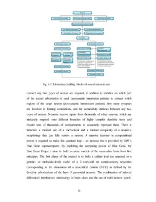 Fig. 4.2. Elementary building blocks of neural microcircuits.
connect any two types of neuron are required, in addition to statistics on which part
of the axonal arborization is used (presynaptic innervation pattern) to contact which
regions of the target neuron (postsynaptic innervations pattern), how many synapses
are involved in forming connections, and the connectivity statistics between any two
types of neuron. Neurons receive inputs from thousands of other neurons, which are
intricately mapped onto different branches of highly complex dendritic trees and
require tens of thousands of compartments to accurately represent them. There is
therefore a minimal size of a microcircuit and a minimal complexity of a neuron’s
morphology that can fully sustain a neuron. A massive increase in computational
power is required to make this quantum leap - an increase that is provided by IBM’s
Blue Gene supercomputer. By exploiting the computing power of Blue Gene, the
Blue Brain Project1 aims to build accurate models of the mammalian brain from first
principles. The first phase of the project is to build a cellular-level (as opposed to a
genetic- or molecular-level) model of a 2-week-old rat somatosensory neocortex
corresponding to the dimensions of a neocortical column (NCC) as defined by the
dendritic arborizations of the layer 5 pyramidal neurons. The combination of infrared
differential interference microscopy in brain slices and the use of multi-neuron patch-
11
 