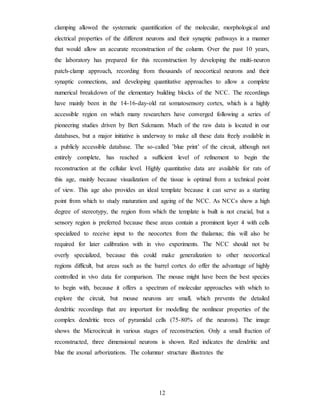 clamping allowed the systematic quantification of the molecular, morphological and
electrical properties of the different neurons and their synaptic pathways in a manner
that would allow an accurate reconstruction of the column. Over the past 10 years,
the laboratory has prepared for this reconstruction by developing the multi-neuron
patch-clamp approach, recording from thousands of neocortical neurons and their
synaptic connections, and developing quantitative approaches to allow a complete
numerical breakdown of the elementary building blocks of the NCC. The recordings
have mainly been in the 14-16-day-old rat somatosensory cortex, which is a highly
accessible region on which many researchers have converged following a series of
pioneering studies driven by Bert Sakmann. Much of the raw data is located in our
databases, but a major initiative is underway to make all these data freely available in
a publicly accessible database. The so-called ’blue print’ of the circuit, although not
entirely complete, has reached a sufficient level of refinement to begin the
reconstruction at the cellular level. Highly quantitative data are available for rats of
this age, mainly because visualization of the tissue is optimal from a technical point
of view. This age also provides an ideal template because it can serve as a starting
point from which to study maturation and ageing of the NCC. As NCCs show a high
degree of stereotypy, the region from which the template is built is not crucial, but a
sensory region is preferred because these areas contain a prominent layer 4 with cells
specialized to receive input to the neocortex from the thalamus; this will also be
required for later calibration with in vivo experiments. The NCC should not be
overly specialized, because this could make generalization to other neocortical
regions difficult, but areas such as the barrel cortex do offer the advantage of highly
controlled in vivo data for comparison. The mouse might have been the best species
to begin with, because it offers a spectrum of molecular approaches with which to
explore the circuit, but mouse neurons are small, which prevents the detailed
dendritic recordings that are important for modelling the nonlinear properties of the
complex dendritic trees of pyramidal cells (75-80% of the neurons). The image
shows the Microcircuit in various stages of reconstruction. Only a small fraction of
reconstructed, three dimensional neurons is shown. Red indicates the dendritic and
blue the axonal arborizations. The columnar structure illustrates the
12
 