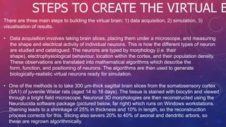 There are three main steps to building the virtual brain: 1) data acquisition, 2) simulation, 3)
visualisation of results.
• Data acquisition involves taking brain slices, placing them under a microscope, and measuring
the shape and electrical activity of individual neurons. This is how the different types of neuron
are studied and catalogued. The neurons are typed by morphology (i.e. their
shape), electrophysiological behaviour, location within the cortex, and their population density.
These observations are translated into mathematical algorithms which describe the
form, function, and positioning of neurons. The algorithms are then used to generate
biologically-realistic virtual neurons ready for simulation.
• One of the methods is to take 300 µm-thick sagittal brain slices from the somatosensory cortex
(SA1) of juvenile Wistar rats (aged 14 to 16 days). The tissue is stained with biocytin and viewed
through a bright field microscope. Neuronal 3D morphologies are then reconstructed using the
Neurolucida software package (pictured below, far right) which runs on Windows workstations.
Staining leads to a shrinkage of 25% in thickness and 10% in length, so the reconstruction
process corrects for this. Slicing also severs 20% to 40% of axonal and dendritic arbors, so
these are regrown algorithmically.
STEPS TO CREATE THE VIRTUAL B
 