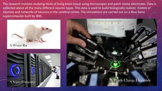 The research involves studying slices of living brain tissue using microscopes and patch clamp electrodes. Data is
collected about all the many different neuron types. This data is used to build biologically realistic models of
neurons and networks of neurons in the cerebral cortex. The simulations are carried out on a Blue Gene
supercomputer built by IBM.
A Wistar Rat
A Patch Clamp ElectrodeA Super Computer
 