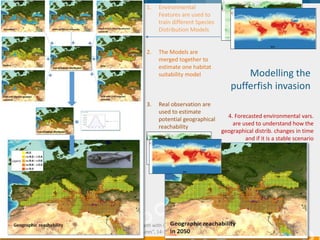 "Supporting Blue Growth with innovative applications based
on EU e-infrastructures”, 14-15 February 2018, Brussels
Modelling the
pufferfish invasion
04-06 Dec.
2017
21
1. Environmental
Features are used to
train different Species
Distribution Models
2. The Models are
merged together to
estimate one habitat
suitability model
3. Real observation are
used to estimate
potential geographical
reachability
4. Forecasted environmental vars.
are used to understand how the
geographical distrib. changes in time
and if it is a stable scenario
 