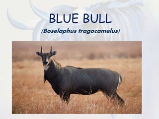 BLUE BULL
(Boselaphus tragocamelus)
 