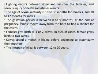 • Fighting occurs between dominant bulls for the females, and
serious injury or death sometimes results.
• The age of sexual maturity is 18 to 30 months for females, and 30
to 42 months for males.
• The gestation period is between 8 to 9 months. At the end of
pregnancy, female moves away from the herd to find a shelter for
the calves.
• Females give birth to 1 or 2 calves. In 50% of cases, female gives
birth to two calves.
• Calves spend a month in hiding before beginning to accompany
their mothers.
• The lifespan of nilgai is between 12 to 20 years.
 