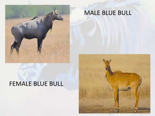 MALE BLUE BULL
FEMALE BLUE BULL
 