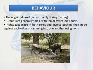 BEHAVIOUR
• The nilgai is diurnal (active mainly during the day).
• Groups are generally small, with ten or fewer individuals.
• Fights take place in both sexes and involve pushing their necks
against each other or ramming into one another using horns.
 