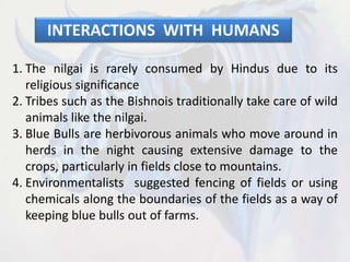 INTERACTIONS WITH HUMANS
1. The nilgai is rarely consumed by Hindus due to its
religious significance
2. Tribes such as the Bishnois traditionally take care of wild
animals like the nilgai.
3. Blue Bulls are herbivorous animals who move around in
herds in the night causing extensive damage to the
crops, particularly in fields close to mountains.
4. Environmentalists suggested fencing of fields or using
chemicals along the boundaries of the fields as a way of
keeping blue bulls out of farms.
 