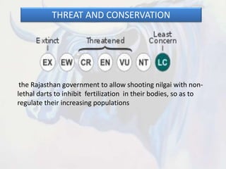 THREAT AND CONSERVATION
the Rajasthan government to allow shooting nilgai with non-
lethal darts to inhibit fertilization in their bodies, so as to
regulate their increasing populations
 