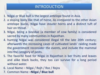 INTRODUCTION
1. Nilgai or Blue bull is the largest antelope found in Asia.
2. a sloping body like that of horse, As compared to the other Asian
antelope bucks, Nilgai have stouter horns and a distinct tuft of
hair on throat.
3. Nilgai, being a bovidae (a member of cow family) is considered
sacred by many communities in Rajasthan.
4. hunting Nilgai was considered illegal till the late 20th century;
afterwards the increasing cases of cultivated lands’ raiding made
the government reconsider the events, and include the mammal
into the category of pests.
5. The favorite food for Nilgai in Rajasthan is ber fruits and leaves
and alike black bucks, they too can survive for a long period
without water.
6. Local Name – Nilgai / Rojh / Roz / Rojra
7. Common Name –Nilgai / Blue bull
 