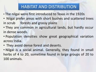 HABITAT AND DISTRIBUTION
• The nilgai were first introduced to Texas in the 1920s
• Nilgai prefer areas with short bushes and scattered trees
in scrub forests and grassy plains
• They are common in agricultural lands, but hardly occur
in dense woods.
• Population densities show great geographical variation
across India.
• They avoid dense forest and deserts.
• Nilgai is a social animal. Generally, they found in small
herbs of 4 to 20, sometime found in large groups of 20 to
100 animals.
 