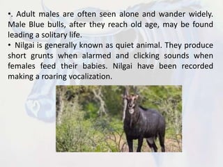 •. Adult males are often seen alone and wander widely.
Male Blue bulls, after they reach old age, may be found
leading a solitary life.
• Nilgai is generally known as quiet animal. They produce
short grunts when alarmed and clicking sounds when
females feed their babies. Nilgai have been recorded
making a roaring vocalization.
 
