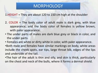 MORPHOLOGY
1.HEIGHT = They are about 120 to 150 cm high at the shoulder
2. COLOR = The body color of adult male is dark grey, with blue
appearance, and the body color of females is yellow brown,
with paler appearance.
• The under parts of males are dark blue grey or black in color, and
the under parts.
• Females are white or dirty white in color, with paler appearance.
•Both male and females have similar markings on body, white areas
include the cheek spots, ear tips, large throat bib, edges of the lips
and underside of the tail.
•The hair of the adult is thin and oily, and skin is thick, particularly
on the chest and neck of the bulls, where it forms a dermal shield.
 