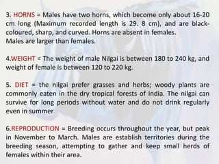 3. HORNS = Males have two horns, which become only about 16-20
cm long (Maximum recorded length is 29. 8 cm), and are black-
coloured, sharp, and curved. Horns are absent in females.
Males are larger than females.
4.WEIGHT = The weight of male Nilgai is between 180 to 240 kg, and
weight of female is between 120 to 220 kg.
5. DIET = the nilgai prefer grasses and herbs; woody plants are
commonly eaten in the dry tropical forests of India. The nilgai can
survive for long periods without water and do not drink regularly
even in summer
6.REPRODUCTION = Breeding occurs throughout the year, but peak
in November to March. Males are establish territories during the
breeding season, attempting to gather and keep small herds of
females within their area.
 