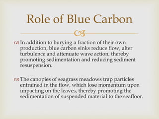 
 In addition to burying a fraction of their own
production, blue carbon sinks reduce flow, alter
turbulence and attenuate wave action, thereby
promoting sedimentation and reducing sediment
resuspension.
 The canopies of seagrass meadows trap particles
entrained in the flow, which lose momentum upon
impacting on the leaves, thereby promoting the
sedimentation of suspended material to the seafloor.
Role of Blue Carbon
 