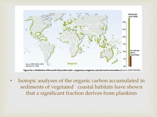 
• Isotopic analyses of the organic carbon accumulated in
sediments of vegetated coastal habitats have shown
that a significant fraction derives from plankton
 