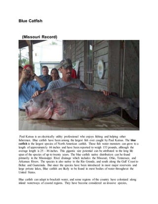 Blue Catfish
(Missouri Record)
Paul Katsus is an electrically utility professional who enjoys fishing and helping other
fisherman. Blue catfish have been among the largest fish ever caught by Paul Katsus. The blue
catfish is the largest species of North American catfish. These fish water monsters can grow to a
length of approximately 66 inches and have been reported to weigh 153 pounds, although the
average length is 25 – 46 inches. This gigantic size potential can be attributed to the long life
span of the species of up to twenty years. The blue catfish native distribution can be found
primarily in the Mississippi River drainage which includes the Missouri, Ohio, Tennessee, and
Arkansas Rivers. The species is also native to the Rio Grande, and south along the Gulf Coast to
Belize and Guatemala. But since the species have been introduced in most major reservoirs and
large private lakes, Blue catfish are likely to be found in most bodies of water throughout the
United States.
Blue catfish can adapt to brackish water, and some regions of the country have colonized along
inland waterways of coastal regions. They have become considered an invasive species,
 