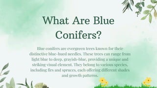 Choosing Blue Conifers for the Right Shade | PPT