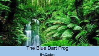 The Blue Dart Frog
By:Caden
 