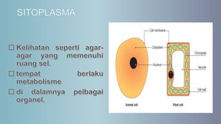 SEL HAIWAN DAN TUMBUHAN | PPT
