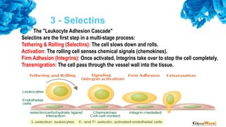 Comprehensive Overview of Adhesion Molecules and Their Role in ...