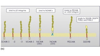 Comprehensive Overview of Adhesion Molecules and Their Role in ...