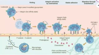 Comprehensive Overview of Adhesion Molecules and Their Role in ...