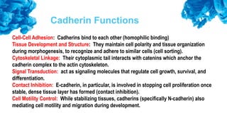Comprehensive Overview of Adhesion Molecules and Their Role in ...