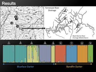 Results
Upper Bear
Cr. Reservoir
2
AL
MS
TN
KY
Tennessee River
Drainage
Black Warrior River
Drainage (Mobile Basin)
1
3
4
Upper Bear
Cr. Reservoir 2
6
57
8
9
Results
1 63 4
Blueface Darter Bandfin Darter
2 5 7 8 9
 