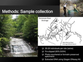 Methods: Sample collection
Upper Bear
Cr. Reservoir
2
AL
MS
TN
KY
Tennessee River
Drainage
Black Warrior River
Drainage (Mobile Basin)
1
3
5
Upper Bear
Cr. Reservoir 2
6
47
8
9
Kinlock Falls, Hubbard Creek
 20-30 individuals per site (seine)
 Fin-clipped (95% EtOH)
 Photo-vouchered or formalin preserved
specimens
 Extracted DNA using Qiagen DNeasy Kit
 