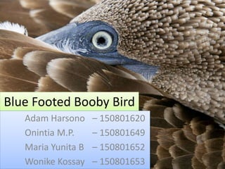 Blue Footed Booby Bird
Adam Harsono – 150801620
Onintia M.P. – 150801649
Maria Yunita B – 150801652
Wonike Kossay – 150801653
 