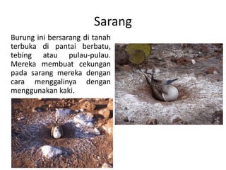 Sarang
Burung ini bersarang di tanah
terbuka di pantai berbatu,
tebing atau pulau-pulau.
Mereka membuat cekungan
pada sarang mereka dengan
cara menggalinya dengan
menggunakan kaki.
 