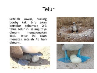 Telur
Setelah kawin, burung
booby kaki biru akan
bertelur sebanyak 2-3
telur. Telur ini selanjutnya
dierami menggunakan
kaki. Telur ini akan
menetas setelah 45 hari
dierami.
 