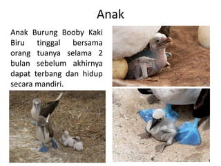 Anak
Anak Burung Booby Kaki
Biru tinggal bersama
orang tuanya selama 2
bulan sebelum akhirnya
dapat terbang dan hidup
secara mandiri.
 